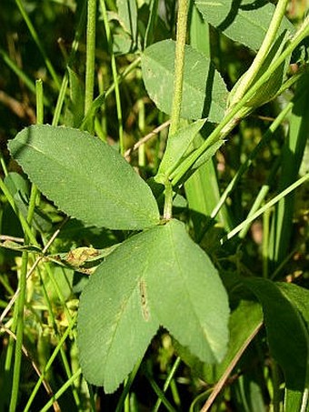 Trifolium spadiceum