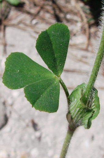 Trifolium stellatum