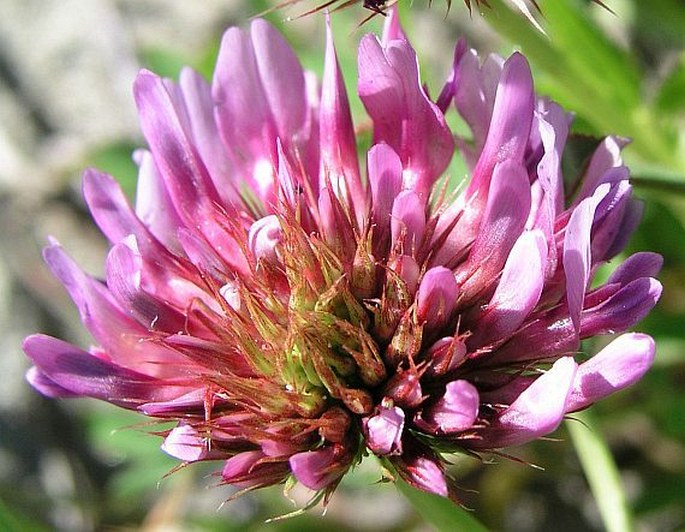 Trifolium wormskioldii