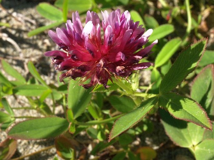 Trifolium wormskioldii