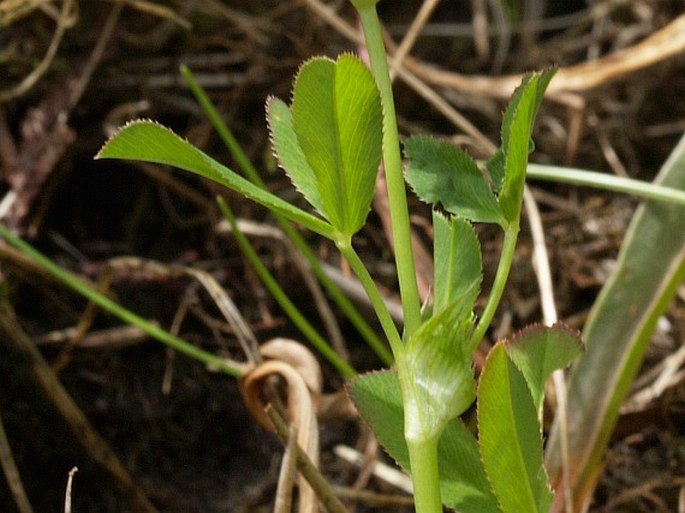 Trifolium wormskioldii