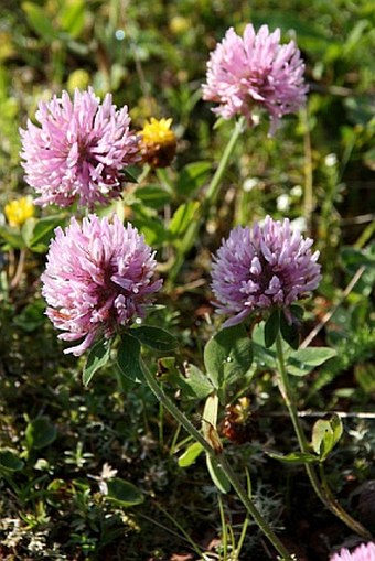 Trifolium pratense subsp. kotulae