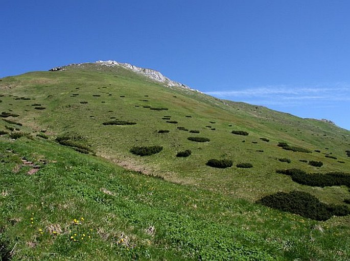 Trifolium pratense subsp. kotulae