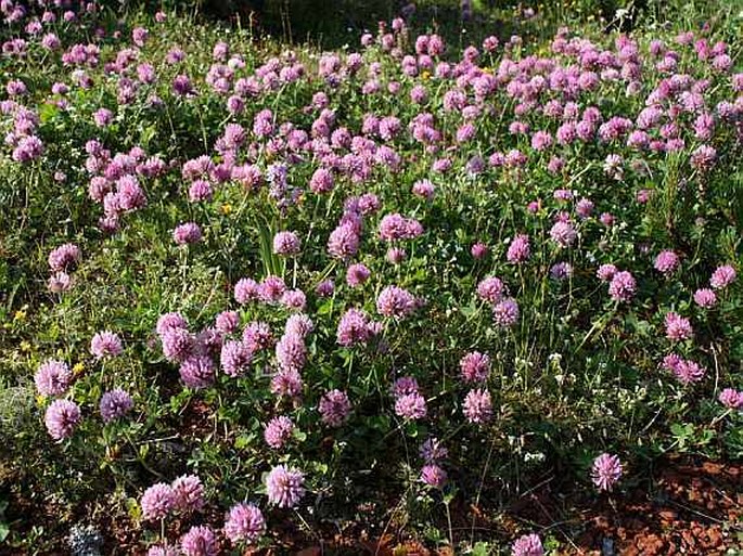 Trifolium pratense subsp. kotulae