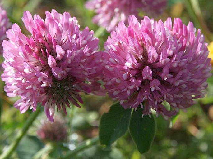 Trifolium pratense subsp. kotulae