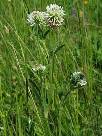 Trifolium montanum