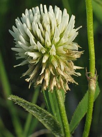 Trifolium montanum