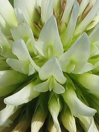 Trifolium montanum