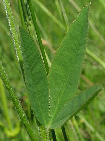 Trifolium montanum