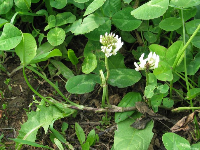 Trifolium repens