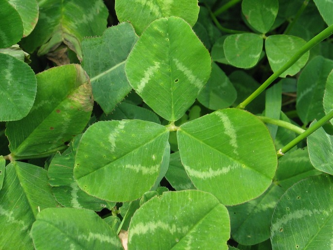 Trifolium repens