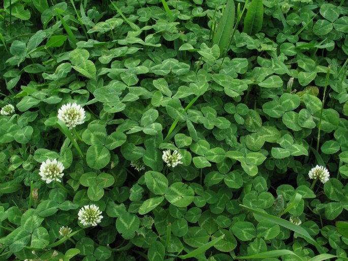 Trifolium repens