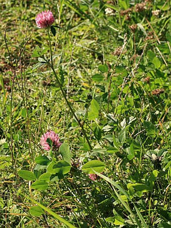 Trifolium pratense