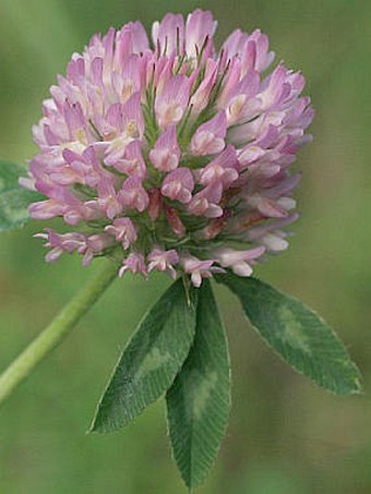 Trifolium pratense