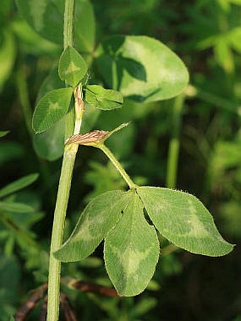 Trifolium pratense