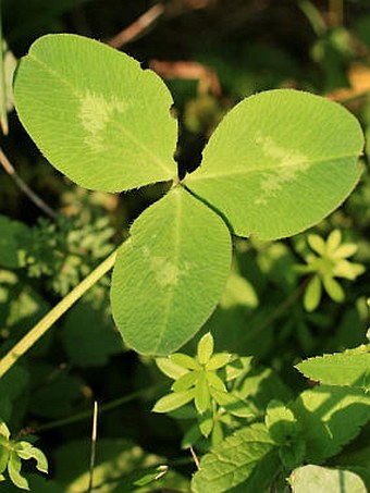 Trifolium pratense - listové požerky