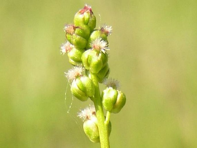 TRIGLOCHIN PALUSTRIS L. - bařička bahenní / barička močiarna