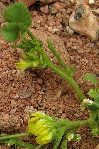 Trigonella stellata