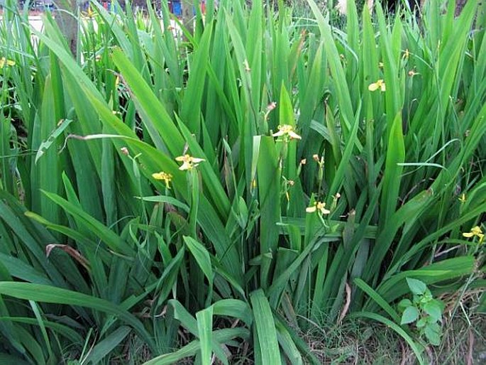 Trimezia steyermarkii