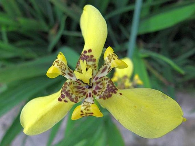 TRIMEZIA STEYERMARKII R. C. Foster