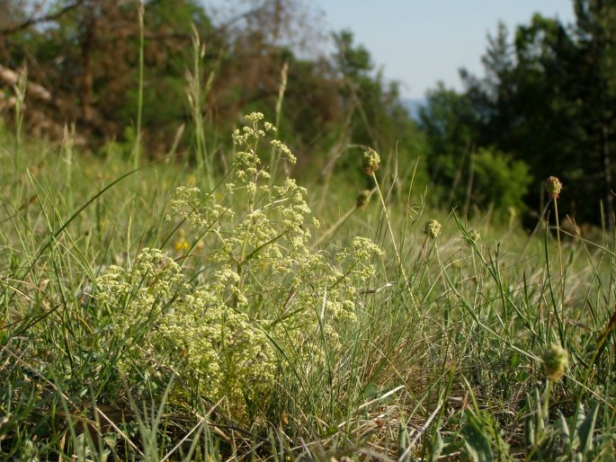 Trinia glauca