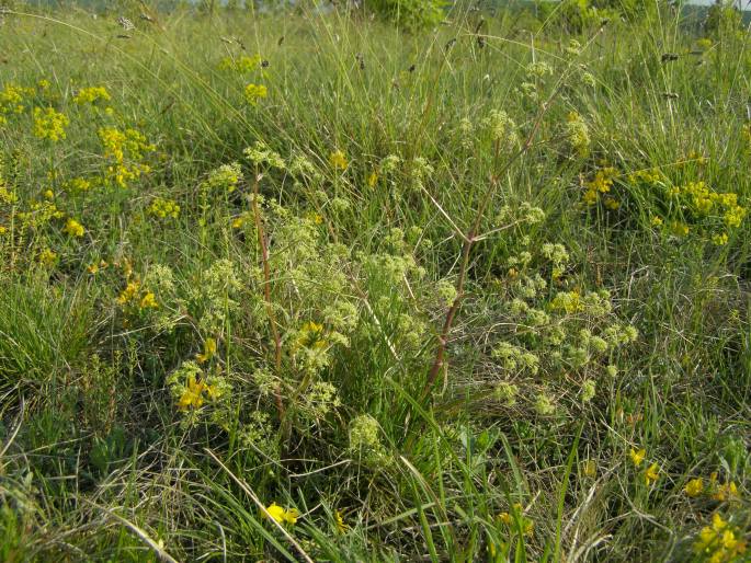 Trinia glauca