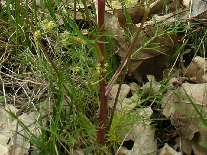 Trinia glauca