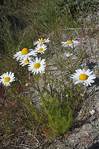 Tripleurospermum maritimum subsp. phaeocephalum