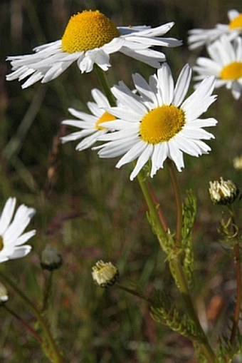 Tripleurospermum maritimum subsp. phaeocephalum