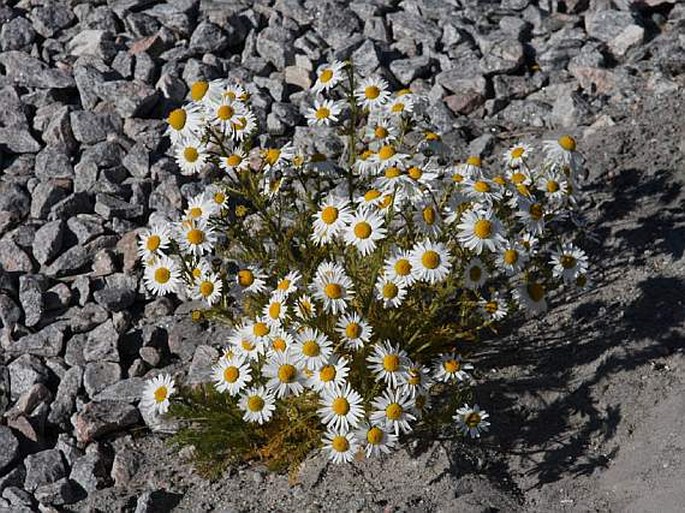 Tripleurospermum maritimum subsp. phaeocephalum