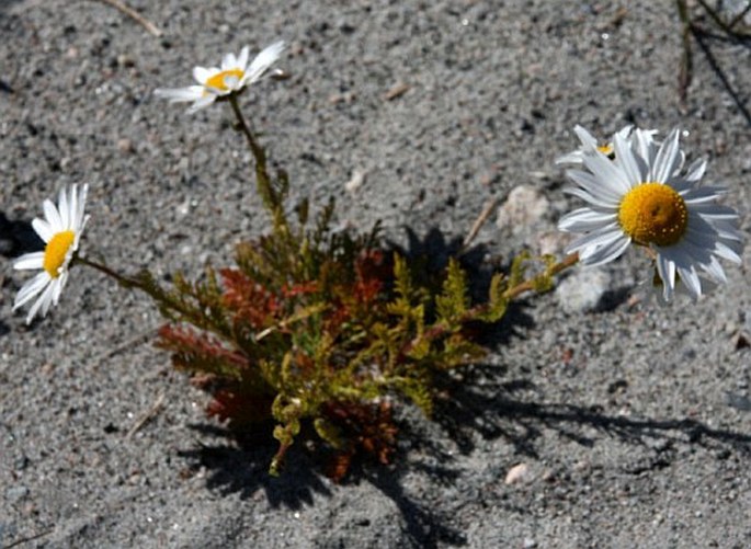 Tripleurospermum maritimum subsp. phaeocephalum