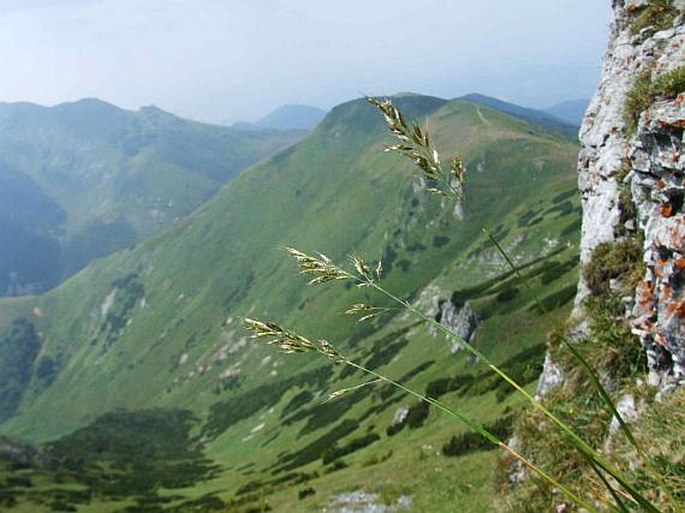 TRISETUM ALPESTRE (Host) P. Beauv. – trojštět alpský / trojštet alpský