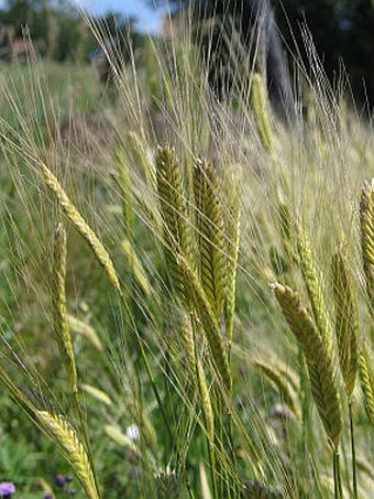 Triticum monococcum