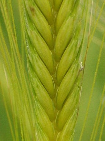 Triticum monococcum