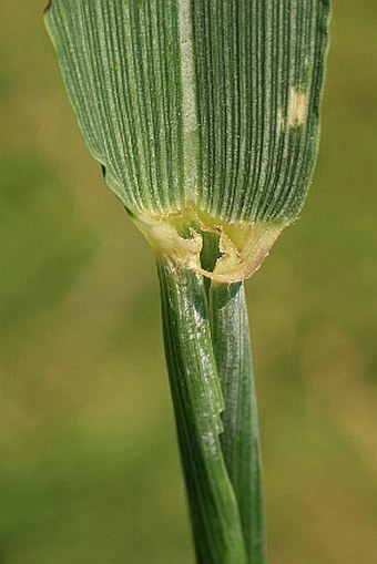 Triticum aestivum