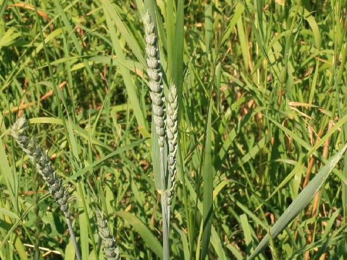 TRITICUM AESTIVUM L. - pšenice setá / pšenica letná