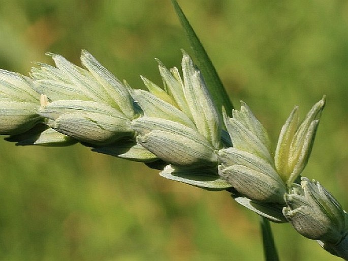 Triticum aestivum