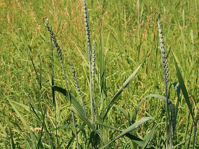 Triticum aestivum