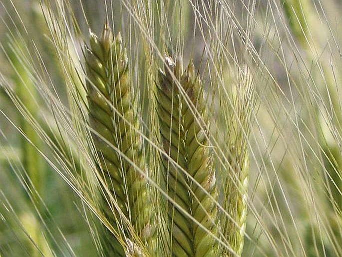 TRITICUM MONOCOCCUM L. - pšenice jednozrnka / pšenica jednozrnová