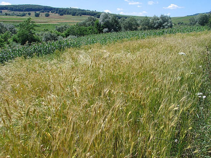 Triticum monococcum