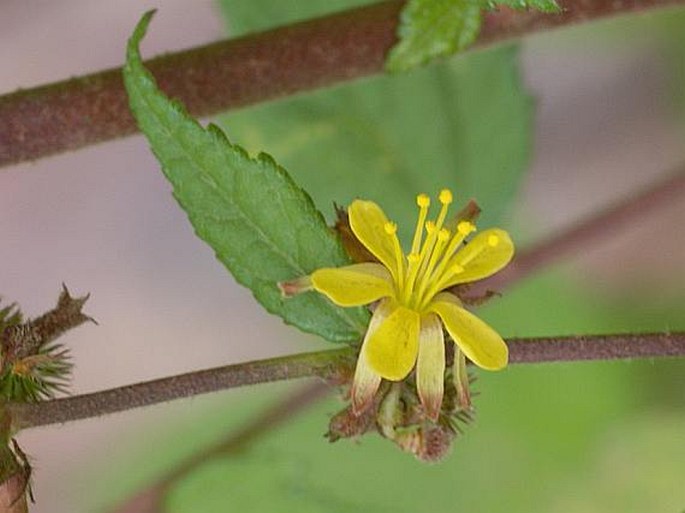 Triumfetta rhomboidea