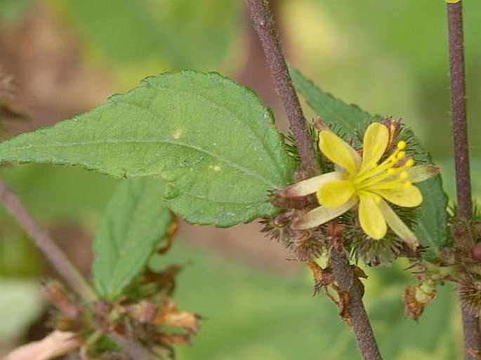 TRIUMFETTA RHOMBOIDEA Jacq.