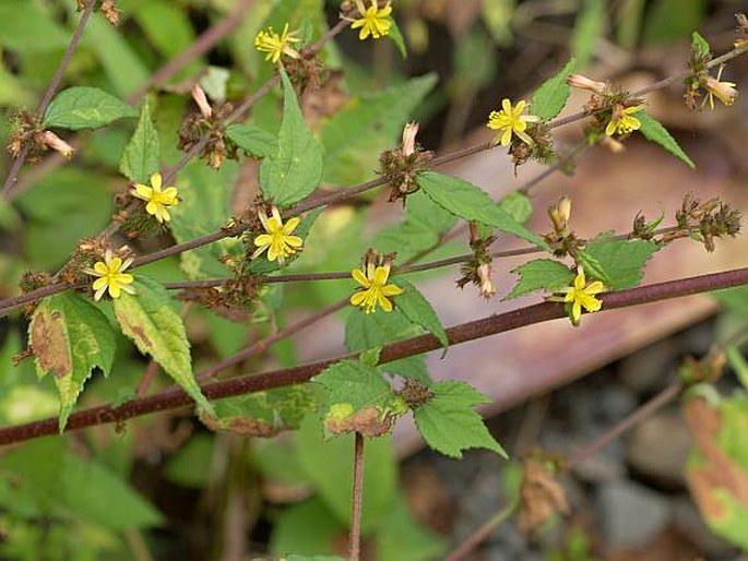 Triumfetta rhomboidea