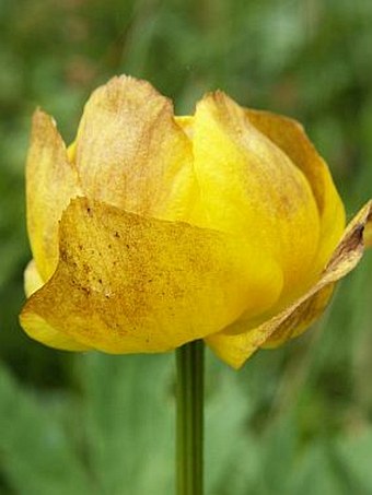 Trollius