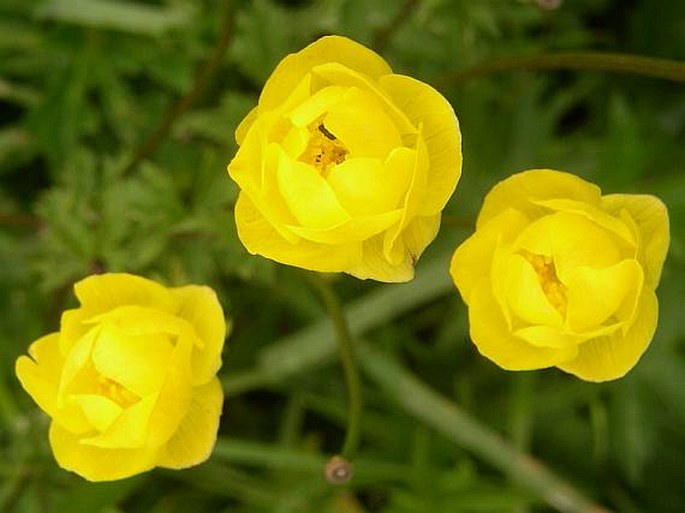 TROLLIUS ALTISSIMUS Crantz – upolín nejvyšší / žltohlav najvyšší