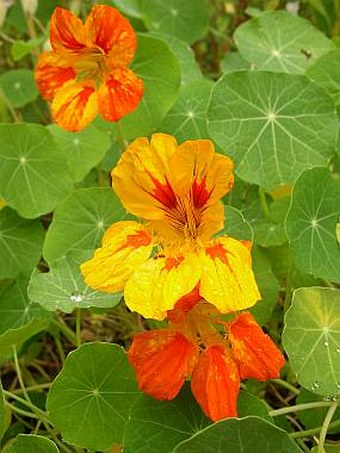 Tropaeolum majus