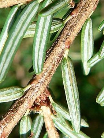 Tsuga canadensis