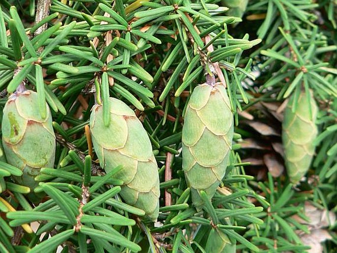 Tsuga caroliniana