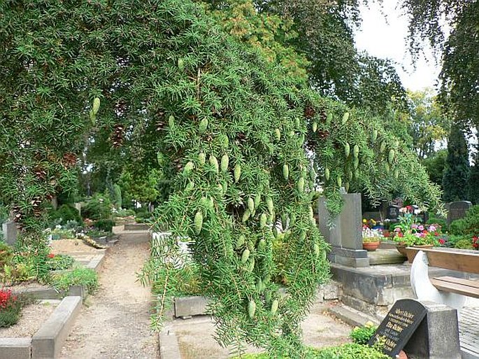 TSUGA CAROLINIANA Engelm. – tsuga karolinská / jedľovec karolínsky