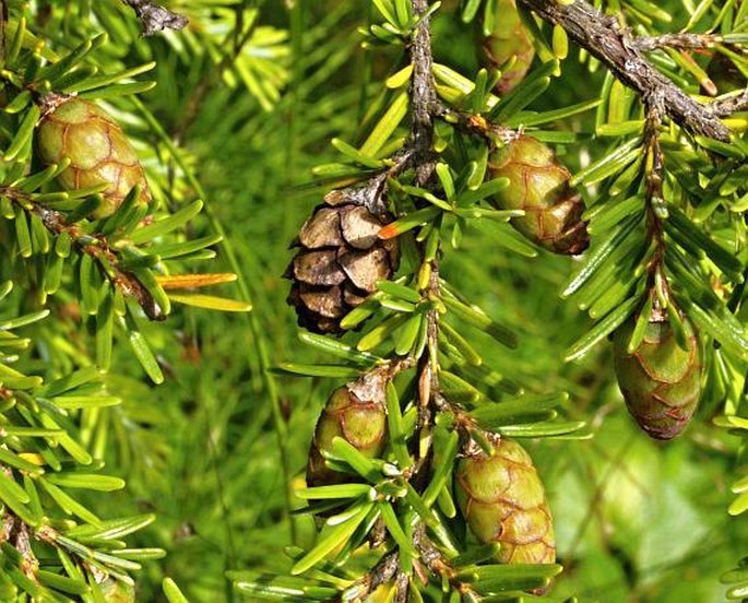 TSUGA HETEROPHYLLA (Raf.) Sarg. – tsuga západoamerická / jedľovec